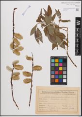 Foto von Salix daphnoides Vill.